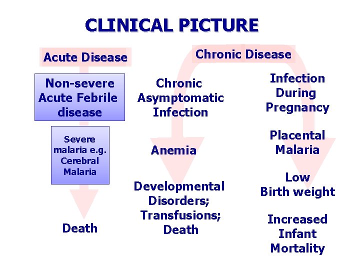 CLINICAL PICTURE Acute Disease Non-severe Acute Febrile disease Severe malaria e. g. Cerebral Malaria CLINICAL PICTURE Acute Disease Non-severe Acute Febrile disease Severe malaria e. g. Cerebral Malaria