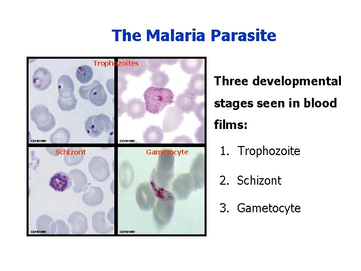 The Malaria Parasite Trophozoites Three developmental stages seen in blood films: CCMOVBD Schizont Gametocyte The Malaria Parasite Trophozoites Three developmental stages seen in blood films: CCMOVBD Schizont Gametocyte