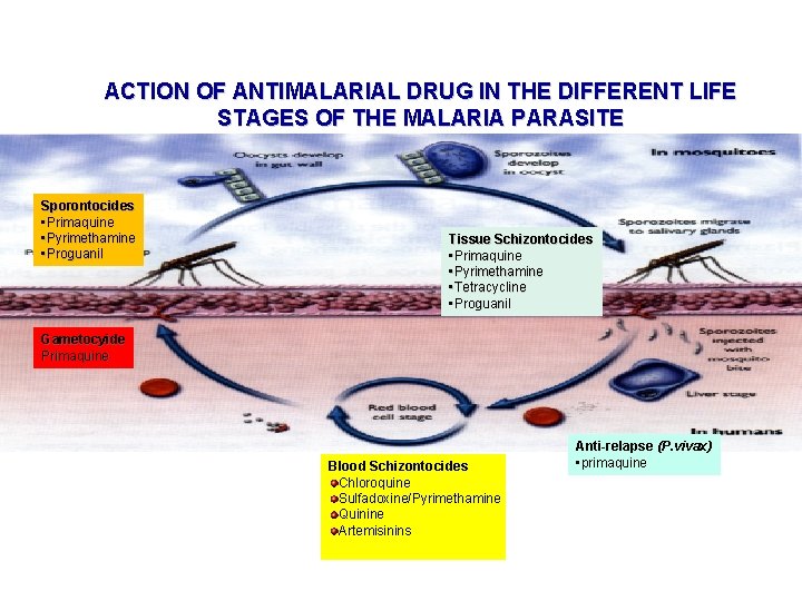 ACTION OF ANTIMALARIAL DRUG IN THE DIFFERENT LIFE STAGES OF THE MALARIA PARASITE Sporontocides ACTION OF ANTIMALARIAL DRUG IN THE DIFFERENT LIFE STAGES OF THE MALARIA PARASITE Sporontocides