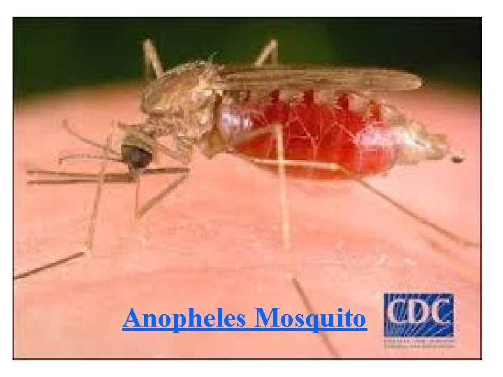 Anopheles Mosquito Anopheles Mosquito