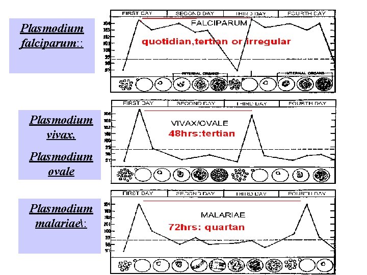 Plasmodium falciparum: : Plasmodium vivax, Plasmodium ovale Plasmodium malariae: Plasmodium falciparum: : Plasmodium vivax, Plasmodium ovale Plasmodium malariae: