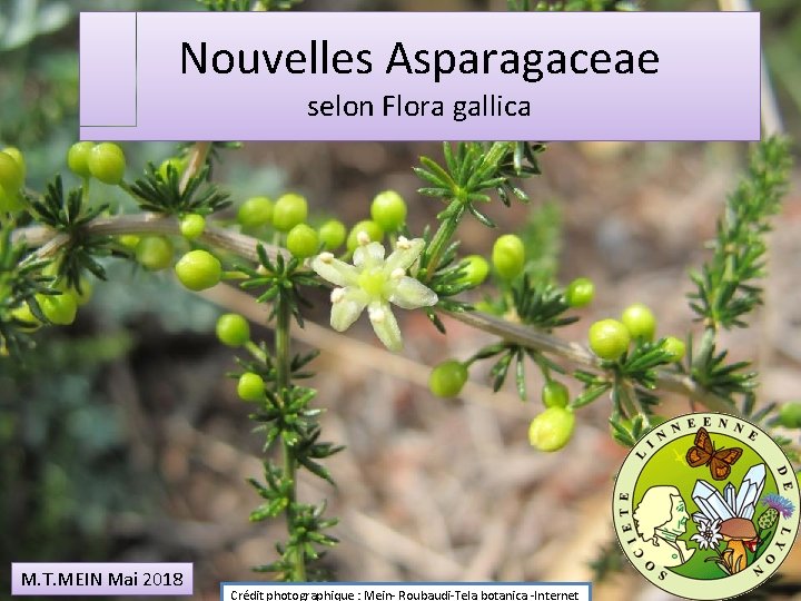 Nouvelles Asparagaceae selon Flora gallica M. T. MEIN Mai 2018 Crédit photographique : Mein-