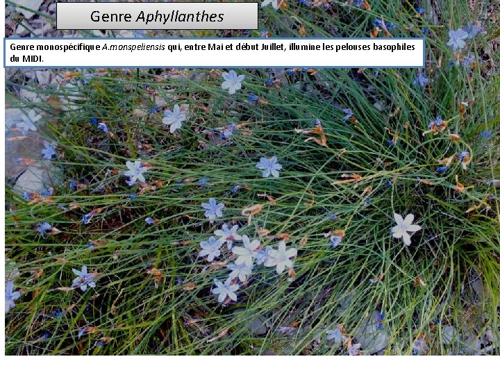Genre Aphyllanthes Genre monospécifique A. monspeliensis qui, entre Mai et début Juillet, illumine les
