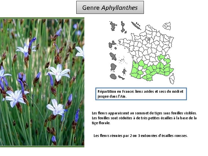 Genre Aphyllanthes Répartition en France: lieux arides et secs du midi et jusque dans