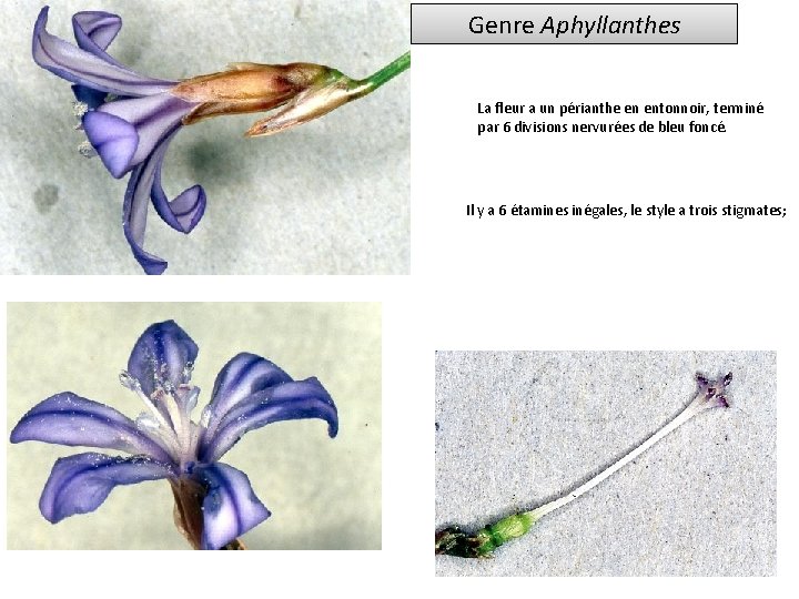 Genre Aphyllanthes La fleur a un périanthe en entonnoir, terminé par 6 divisions nervurées