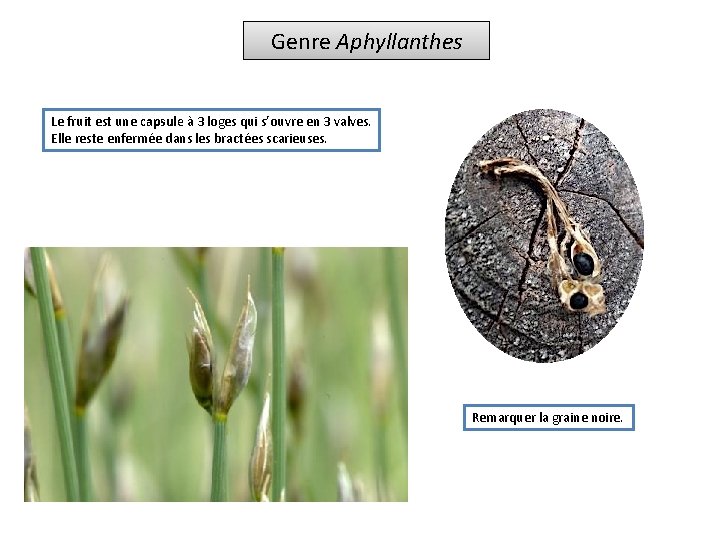 Genre Aphyllanthes Le fruit est une capsule à 3 loges qui s’ouvre en 3