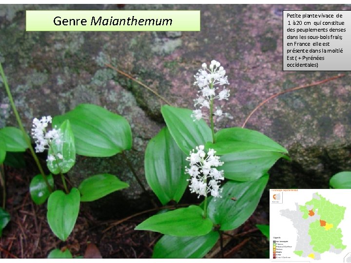 Genre Maianthemum Petite plante vivace de 1 à 20 cm qui constitue des peuplements