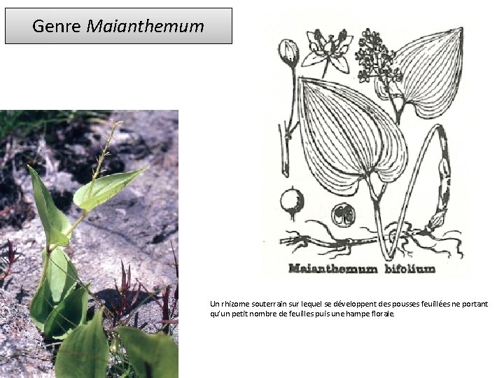 Genre Maianthemum Un rhizome souterrain sur lequel se développent des pousses feuillées ne portant