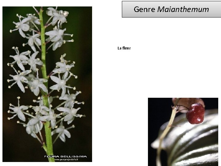 Genre Maianthemum La fleur 