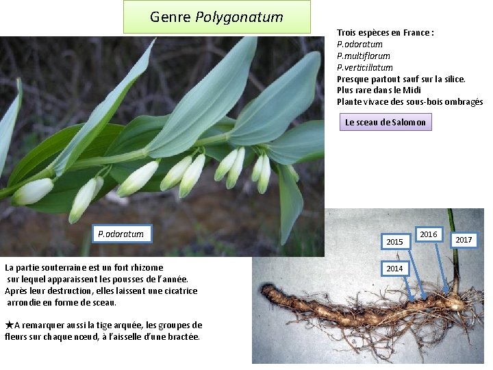 Genre Polygonatum Trois espèces en France : P. odoratum P. multiflorum P. verticillatum Presque
