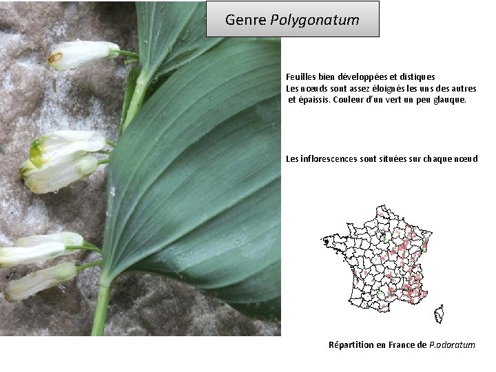 Genre Polygonatum Feuilles bien développées et distiques Les nœuds sont assez éloignés les uns