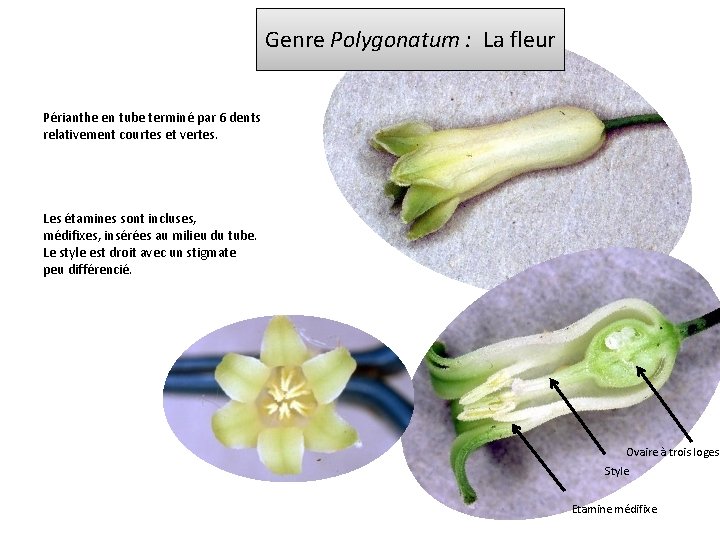 Genre Polygonatum : La fleur Périanthe en tube terminé par 6 dents relativement courtes