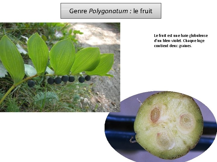 Genre Polygonatum : le fruit Le fruit est une baie globuleuse d’un bleu-violet. Chaque