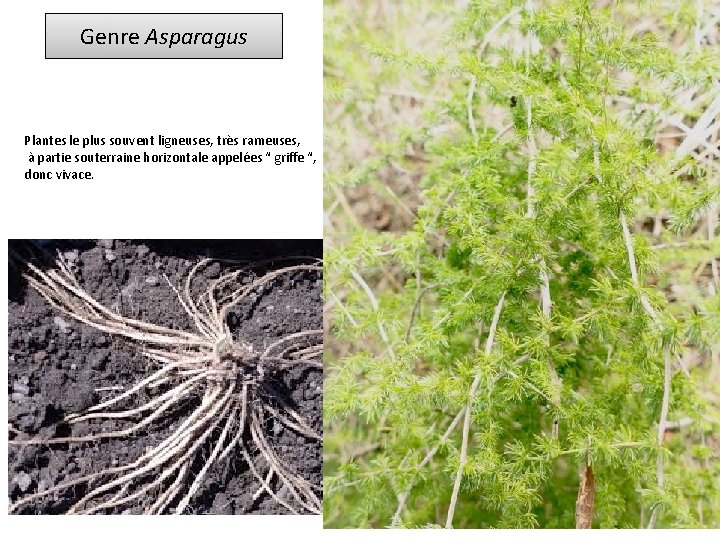 Genre Asparagus Plantes le plus souvent ligneuses, très rameuses, à partie souterraine horizontale appelées