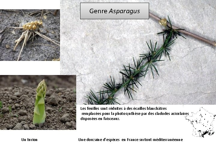 Genre Asparagus Les feuilles sont réduites à des écailles blanchâtres remplacées pour la photosynthèse