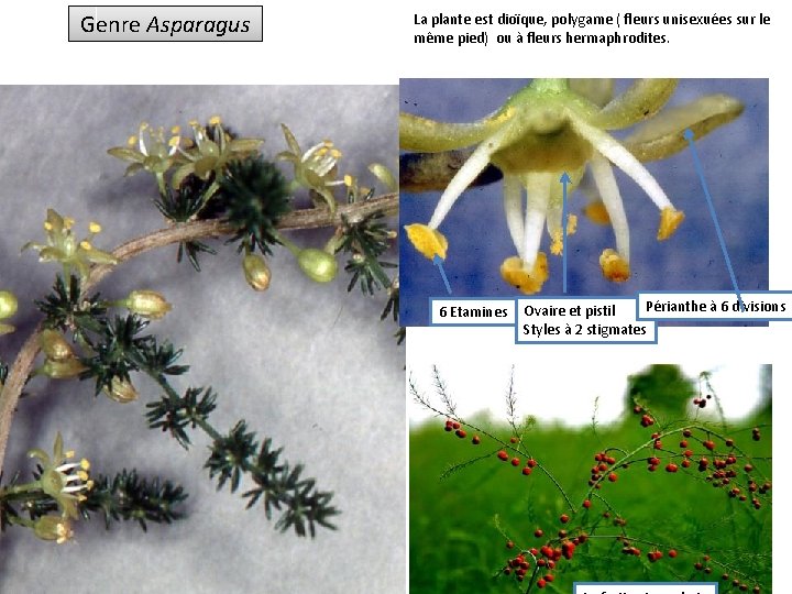 Genre Asparagus La plante est dioïque, polygame ( fleurs unisexuées sur le même pied)