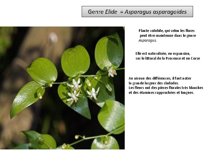 Genre Elide = Asparagus asparagoides Plante volubile, qui selon les flores peut être maintenue
