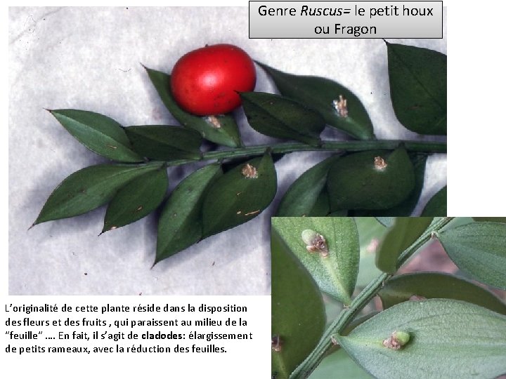 Genre Ruscus= le petit houx ou Fragon L’originalité de cette plante réside dans la