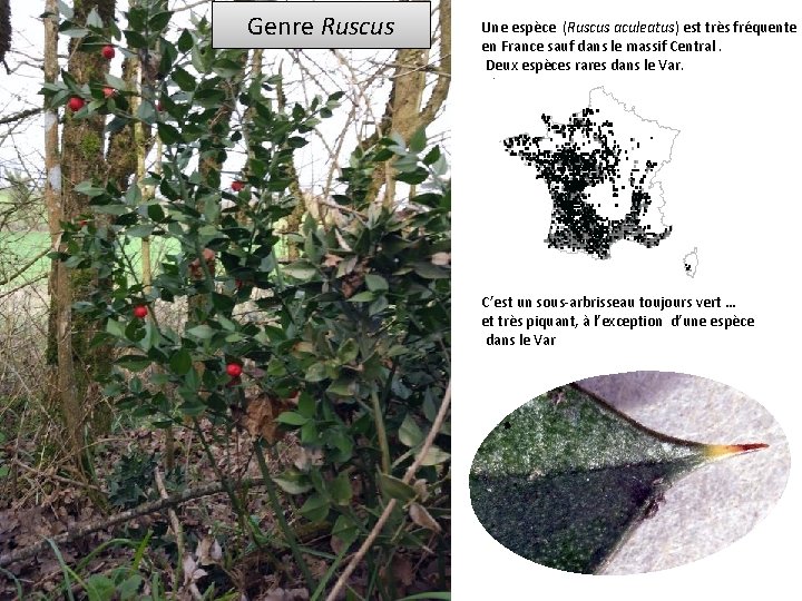 Genre Ruscus Une espèce (Ruscus aculeatus) est très fréquente en France sauf dans le
