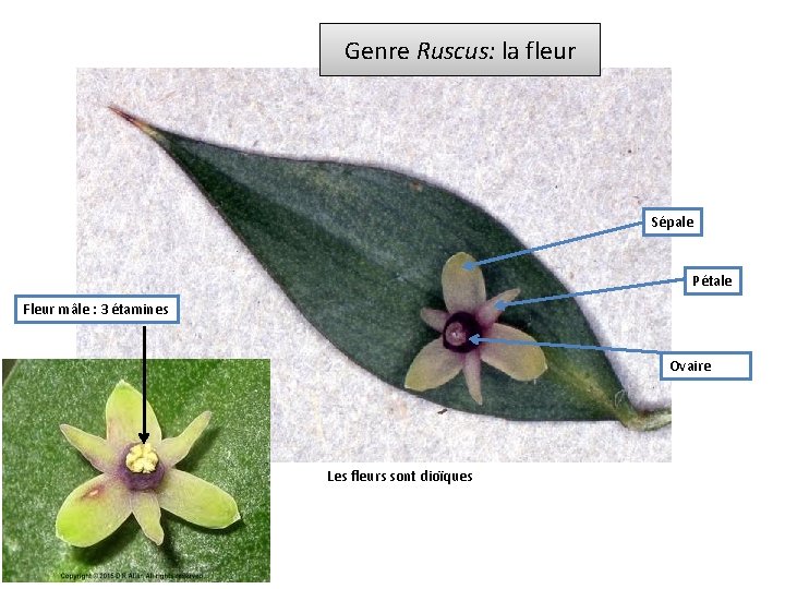 Genre Ruscus: la fleur Sépale Pétale Fleur mâle : 3 étamines Ovaire Les fleurs