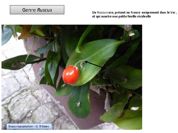 Genre Ruscus hypophyllum – Cl. R. Noars Un Ruscus rare, présent en France uniquement
