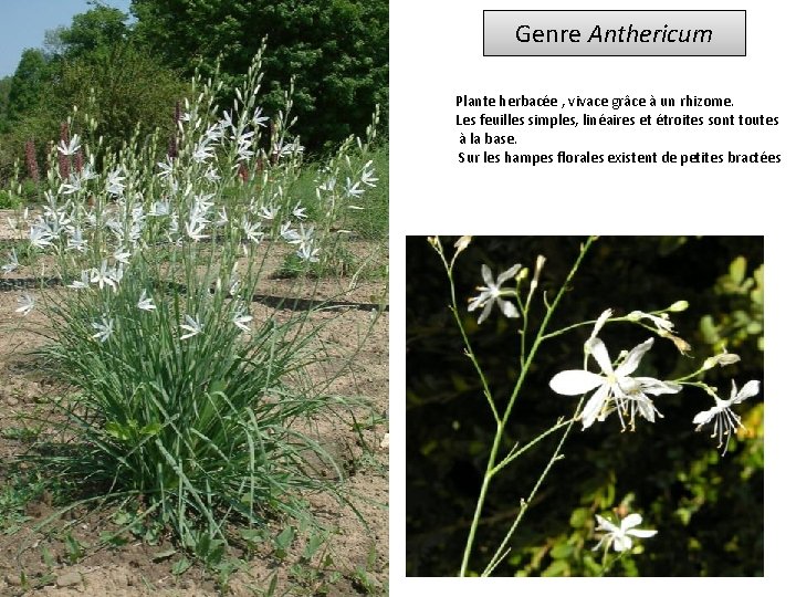 Genre Anthericum Plante herbacée , vivace grâce à un rhizome. Les feuilles simples, linéaires