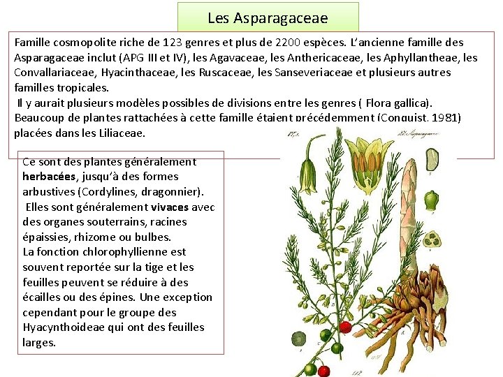 Les Asparagaceae Famille cosmopolite riche de 123 genres et plus de 2200 espèces. L’ancienne