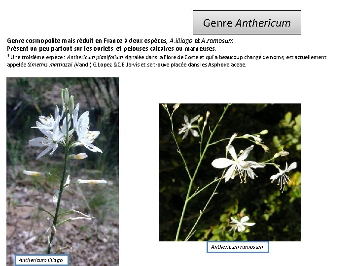 Genre Anthericum Genre cosmopolite mais réduit en France à deux espèces, A. liliago et