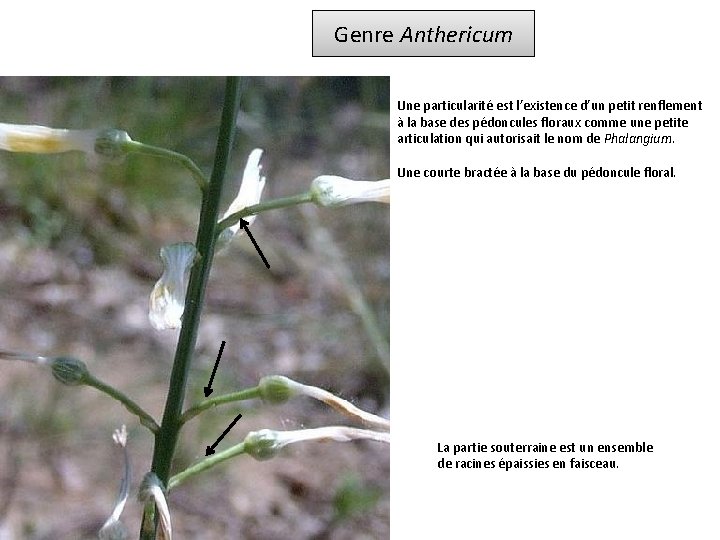 Genre Anthericum Une particularité est l’existence d’un petit renflement à la base des pédoncules