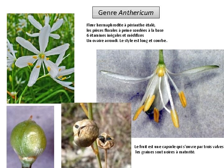 Genre Anthericum Fleur hermaphrodite à périanthe étalé, les pièces florales à peine soudées à