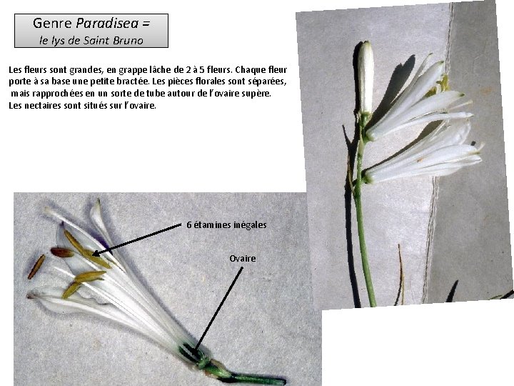 Genre Paradisea = le lys de Saint Bruno Les fleurs sont grandes, en grappe