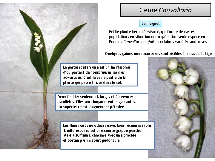 Genre Convallaria Le muguet Petite plante herbacée vivace, qui forme de vastes populations en