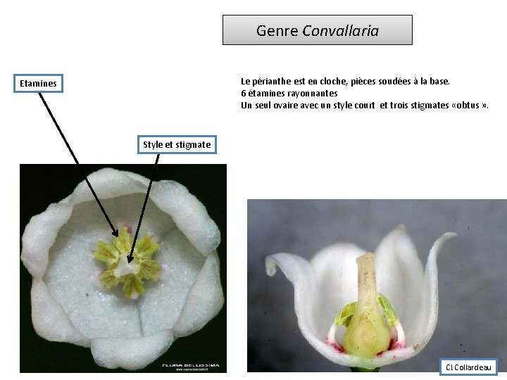 Genre Convallaria Le périanthe est en cloche, pièces soudées à la base. 6 étamines