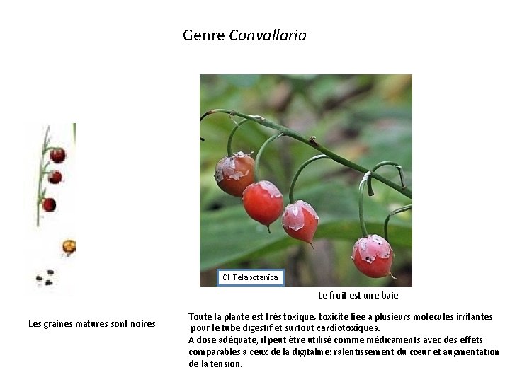 Genre Convallaria Cl. Telabotanica Le fruit est une baie Les graines matures sont noires