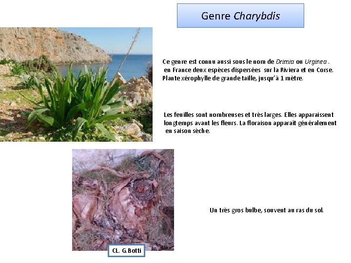 Genre Charybdis Ce genre est connu aussi sous le nom de Drimia ou Urginea.