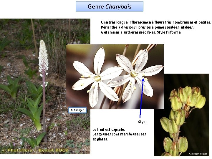 Genre Charybdis Une très longue inflorescence à fleurs très nombreuses et petites. Périanthe à