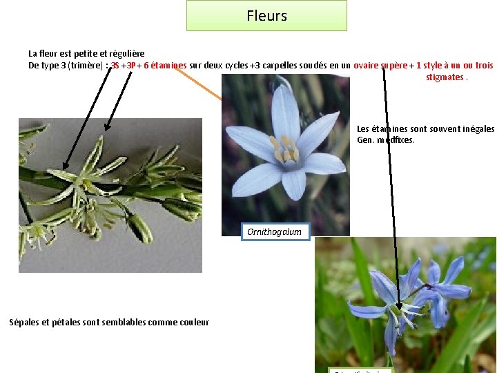 Fleurs La fleur est petite et régulière De type 3 (trimère) : 3 S