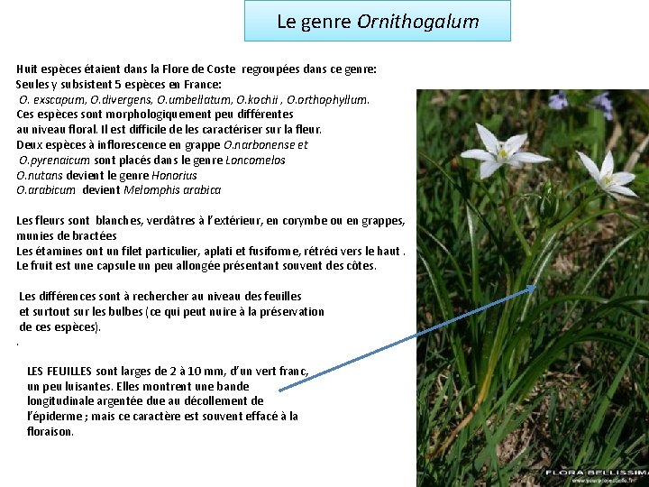 Le genre Ornithogalum Huit espèces étaient dans la Flore de Coste regroupées dans ce