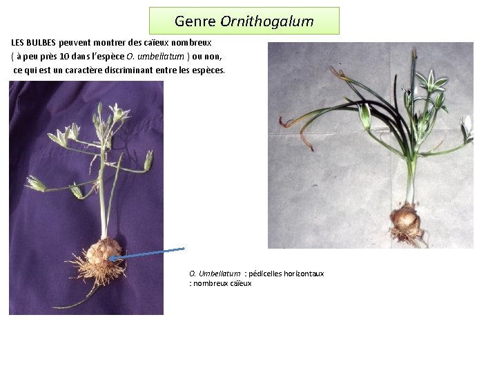 Genre Ornithogalum LES BULBES peuvent montrer des caïeux nombreux ( à peu près 10