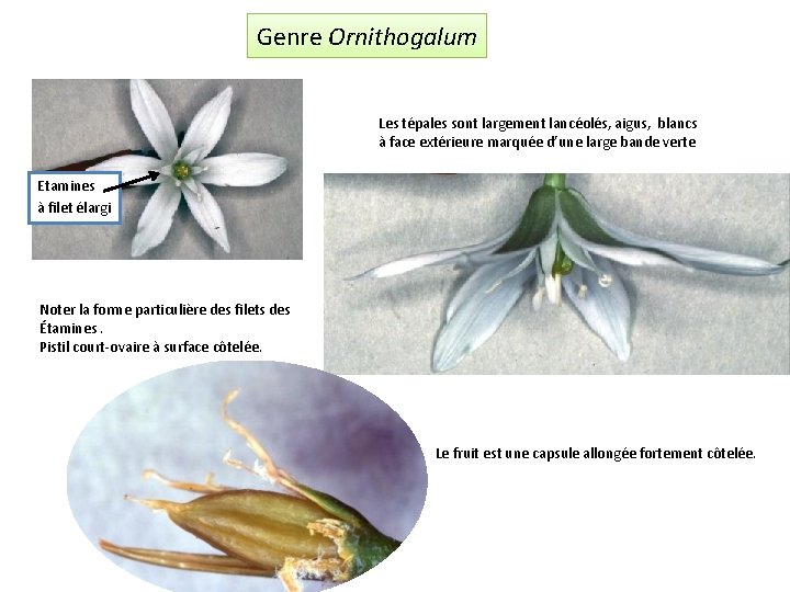 Genre Ornithogalum Les tépales sont largement lancéolés, aigus, blancs à face extérieure marquée d’une