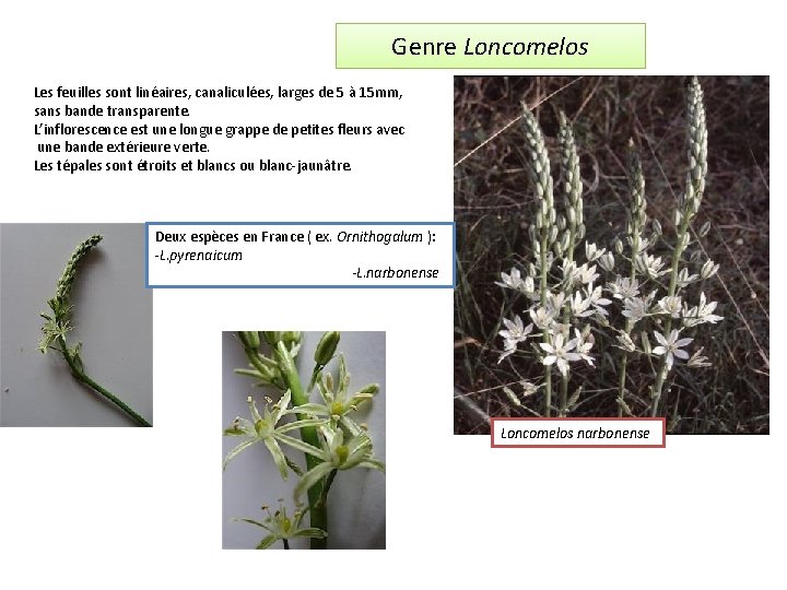 Genre Loncomelos Les feuilles sont linéaires, canaliculées, larges de 5 à 15 mm, sans