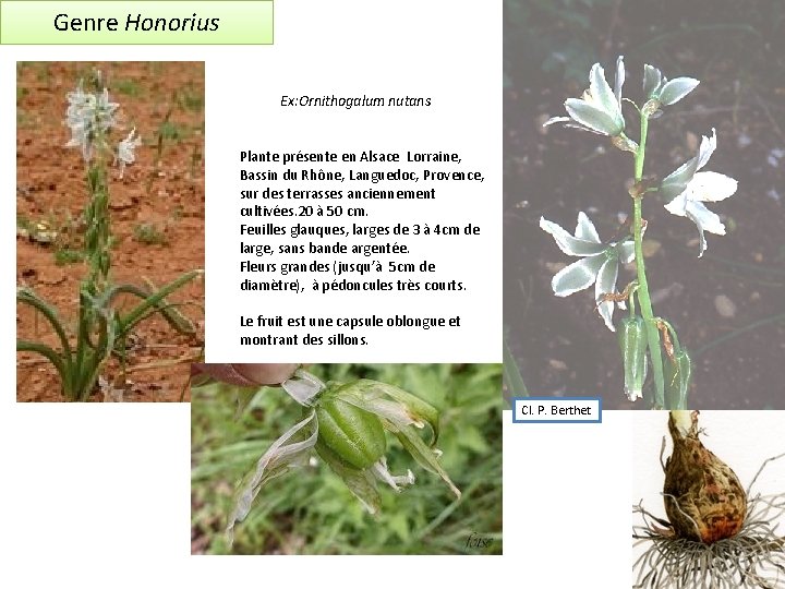 Genre Honorius Ex: Ornithogalum nutans Plante présente en Alsace Lorraine, Bassin du Rhône, Languedoc,