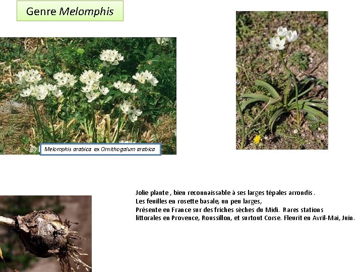 Genre Melomphis arabica ex Ornithogalum arabica Jolie plante , bien reconnaissable à ses larges