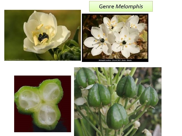 Genre Melomphis La fleur 