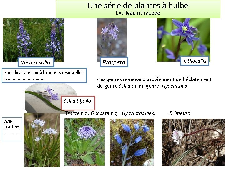 Une série de plantes à bulbe Ex. Hyacinthaceae Prospero Nectaroscilla Sans bractées ou à