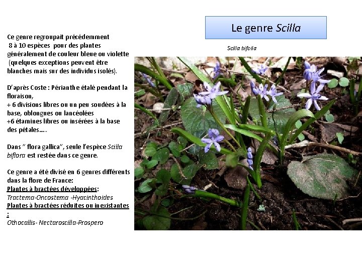 Ce genre regroupait précédemment 8 à 10 espèces pour des plantes généralement de couleur
