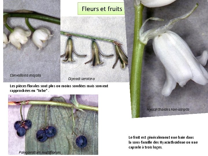 Fleurs et fruits Convallaria majalis Dipcadi serotina Les pièces florales sont plus ou moins