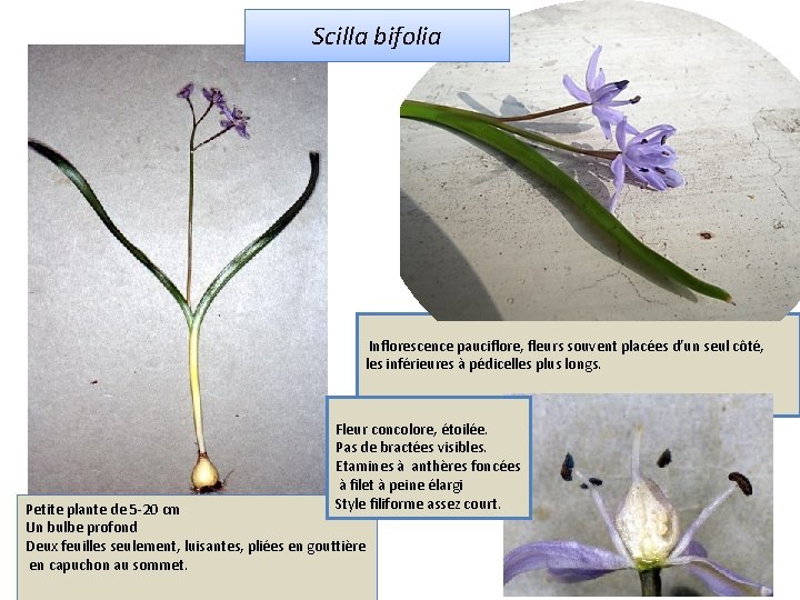 Scilla bifolia Inflorescence pauciflore, fleurs souvent placées d’un seul côté, les inférieures à pédicelles