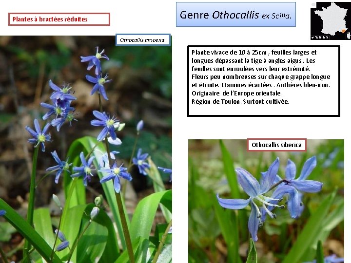 Genre Othocallis ex Scilla. Plantes à bractées réduites Othocallis amoena Plante vivace de 10