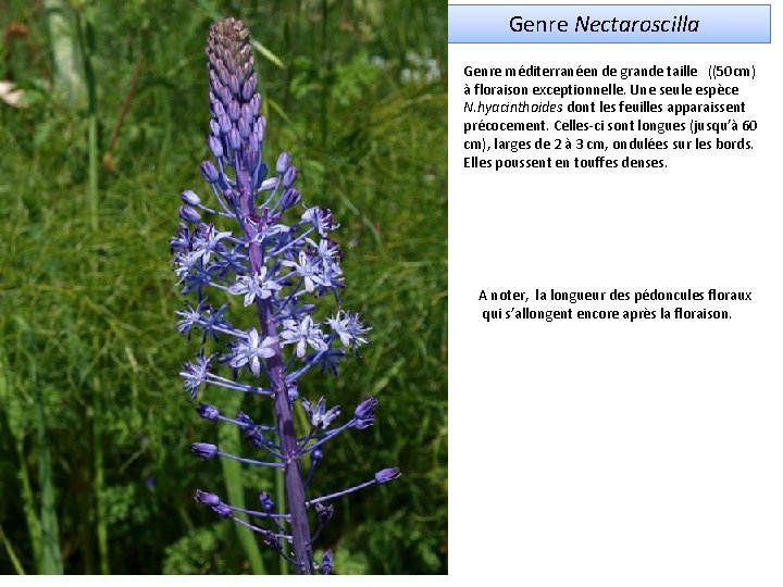 Genre Nectaroscilla Genre méditerranéen de grande taille ((50 cm) à floraison exceptionnelle. Une seule